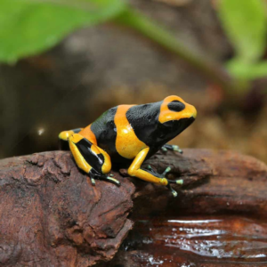 Bumblebee Dart Frog For Sale