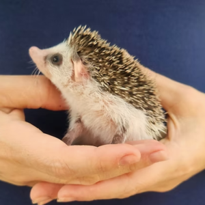 Hedgehog Babies For Sale