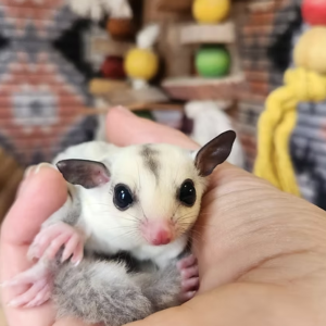 Sugar Gliders For Sale