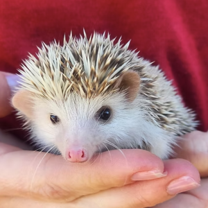 Hedgehog Babies For Sale