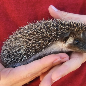 Hedgehog Babies For Sale