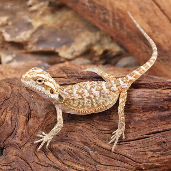 Citrus Bearded Dragon For Sale