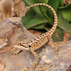 Citrus Leatherback Bearded Dragon For Sale