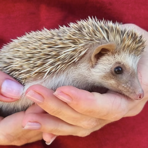 Hedgehog Babies For Sale