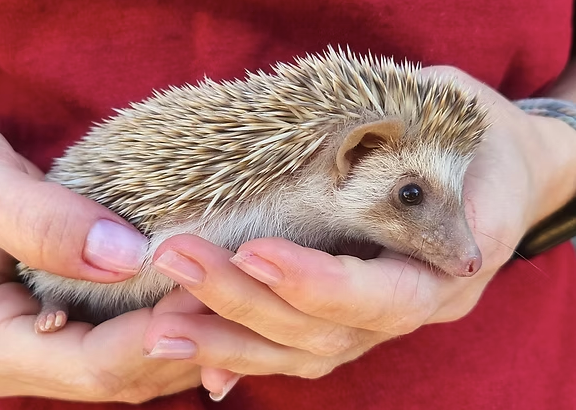 Hedgehog Babies For Sale
