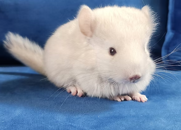 Chinchillas For Sale