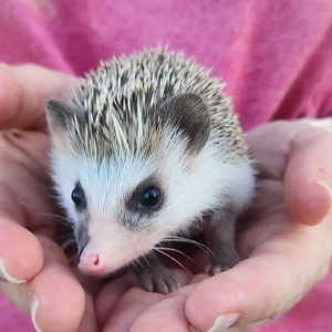 Hedgehog For Sale