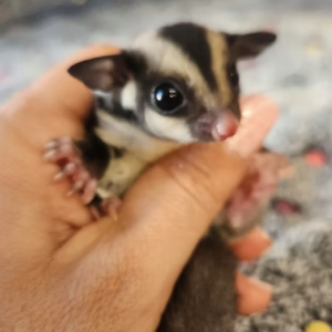 Sugar Gliders For Sale