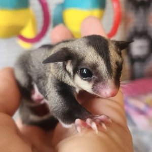 Sugar Gliders For Sale