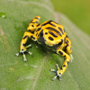 Fine Spot Bumblebee Dart Frog For Sale
