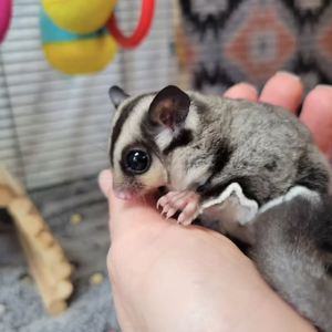 Sugar Gliders For Sale