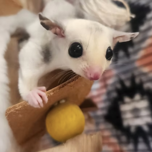 Sugar Gliders For Sale