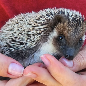 Hedgehog For Sale