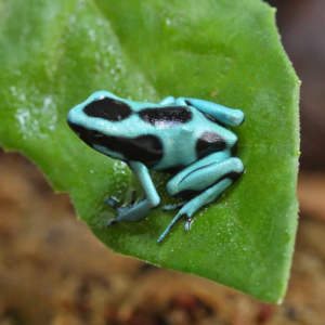 Green And Black Auratus Dart Frog For Sale