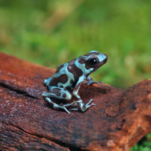Green And Bronze Auratus Dart Frog For Sale