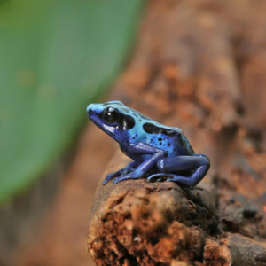 Green Sipaliwini Tinctorius Dart Frog For Sale