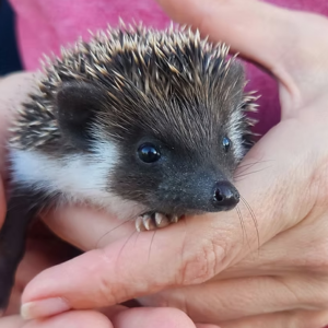 Hedgehog For Sale