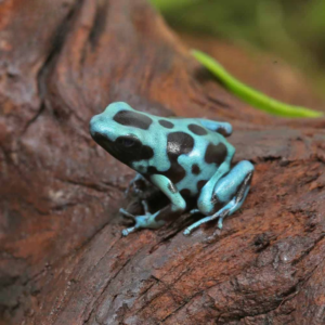 Highland Bronze Auratus Dart Frog For Sale