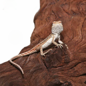 Hypo Inferno Leatherback Dunner Bearded Dragon For Sale