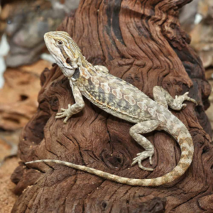 Hypo Leatherback Bearded Dragon For Sale