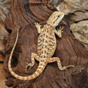 Inferno Leatherback Bearded Dragon For Sale