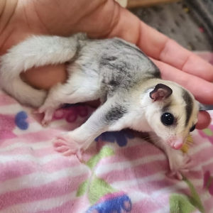 Sugar Gliders For Sale