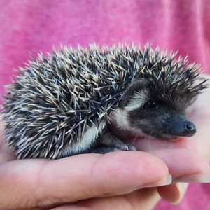 Hedgehog For Sale