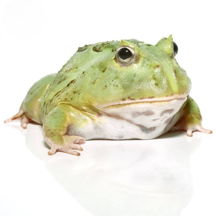 Juvenile Matcha Pacman Frog For Sale