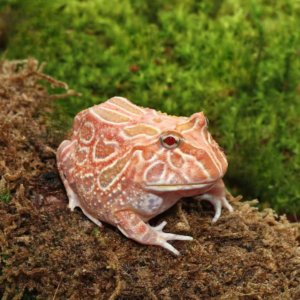 Juvenile Raspberry Pacman Frog For Sale