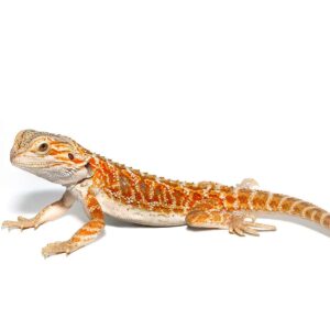Juvenile Stratum Bearded Dragon For Sale