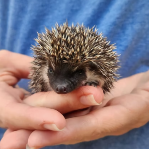 Hedgehog For Sale