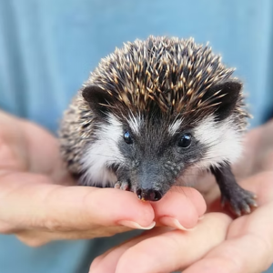 Hedgehog For Sale