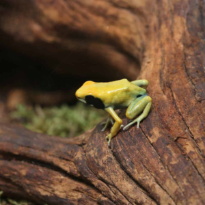 Matecho Tinctorius Dart Frog For Sale
