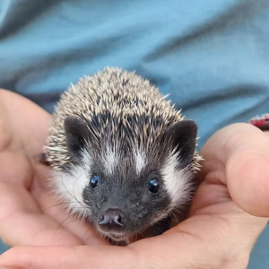 Hedgehog For Sale