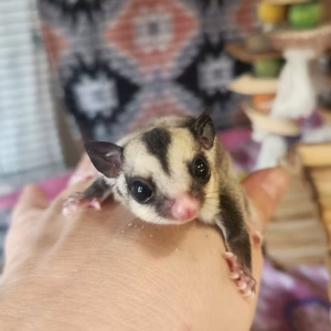 Sugar Gliders For Sale