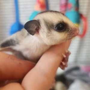 Sugar Gliders For Sale