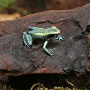 Mint Terribilis Dart Frog For Sale