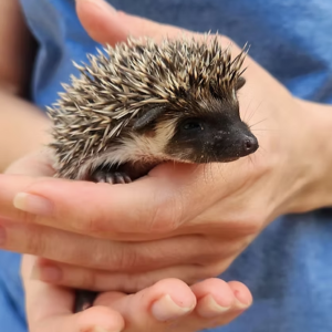 Hedgehog For Sale