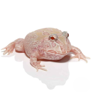 Mutant Albino Sunburst Pacman Frog For Sale