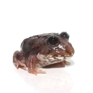 Mutant Black Eyed Calico Pacman Frog For Sale