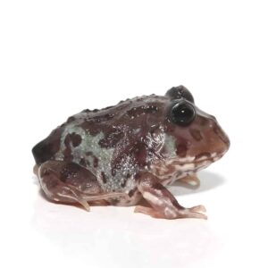 Mutant Black Eyed Nebula Pacman Frog For Sale