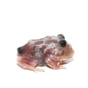 Mutant Black Eyed Silver Translucent Pacman Frog For Sale