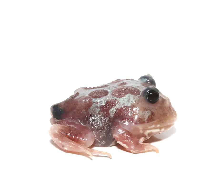 Mutant Black Eyed Silver Translucent Pacman Frog For Sale