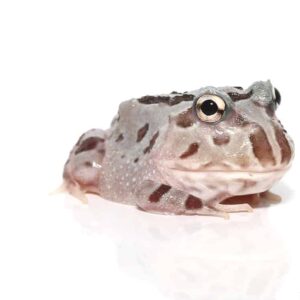 Mutant Pastel Blue Metal Pacman Frog For Sale