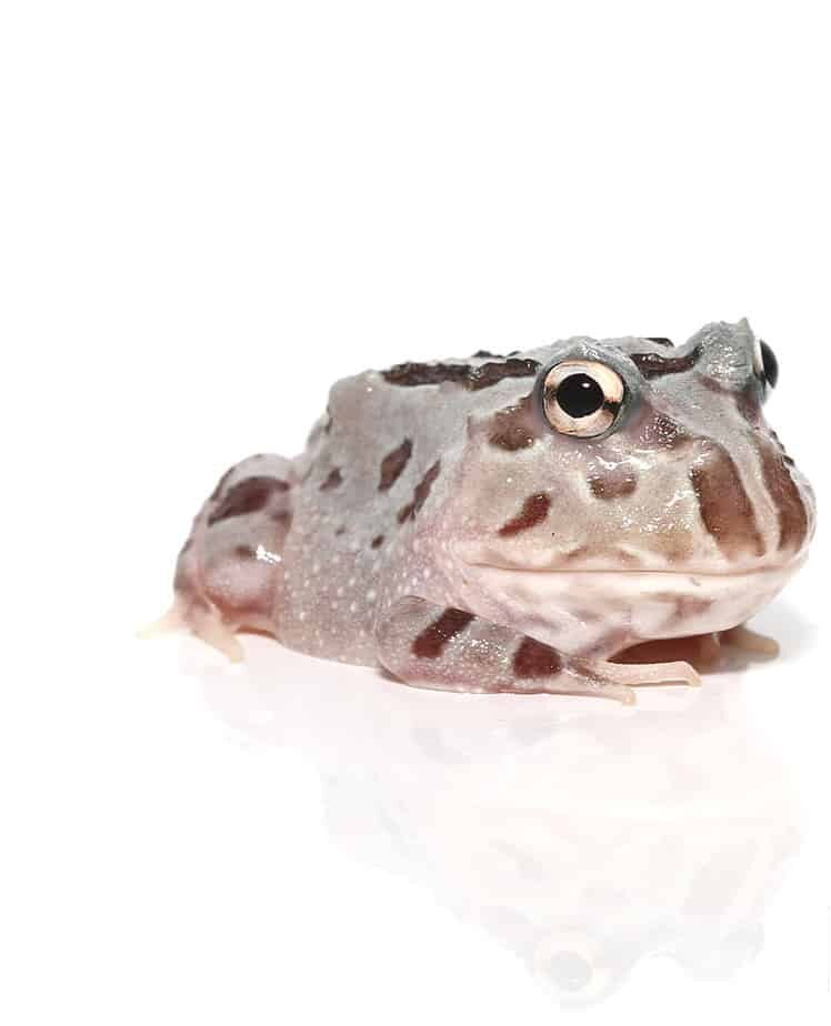 Mutant Pastel Blue Metal Pacman Frog For Sale