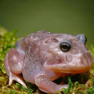 Mutant Translucent Black Hole Pacman Frog For Sale