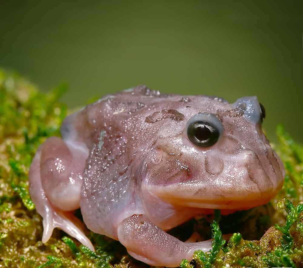 Mutant Translucent Black Hole Pacman Frog For Sale