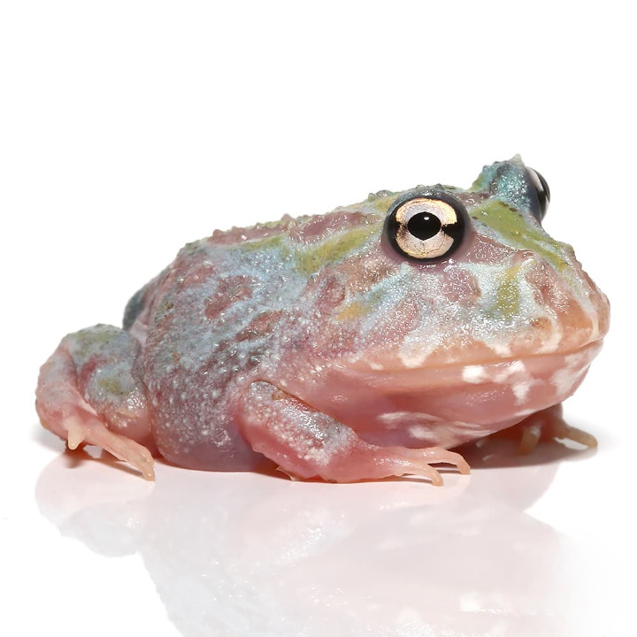 Mutant Unicorn Pacman Frog For Sale