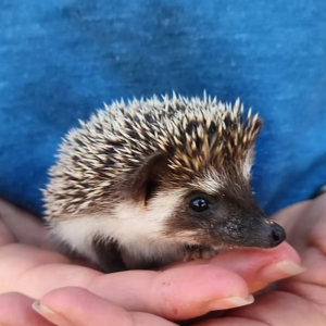 Hedgehog For Sale
