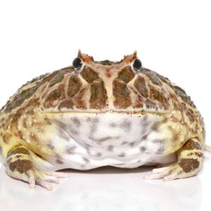 Non albino Strawberry Pacman Frog For Sale